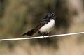 wagtail 2